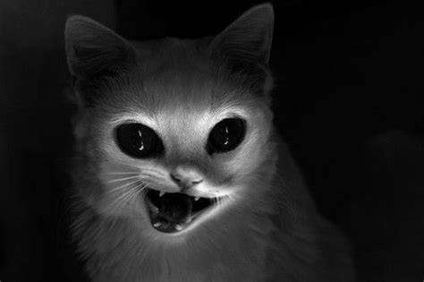 Demon Cat Scary Cat Creepy Cat Cat Dark