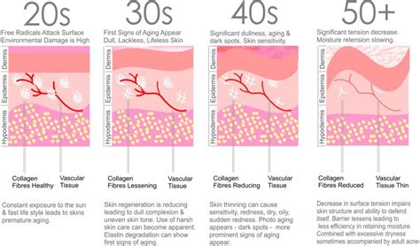 Skin Aging Process Zestforever