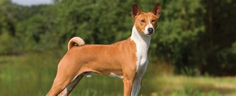 Basenji Dog Breed Profile Petfinder