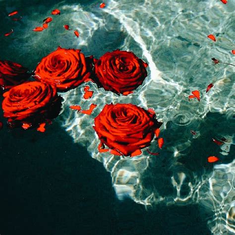 Art Red Roses Beautiful Pool Water Vsco Visuals Mood Notmine