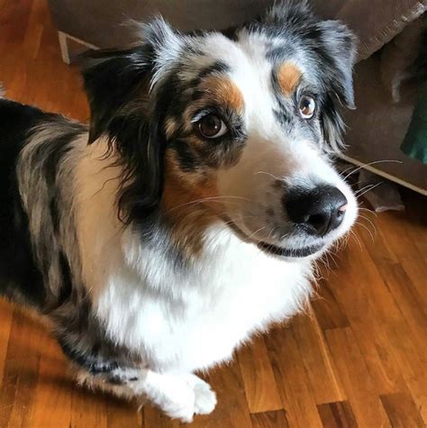 14 Interesting Facts About Australian Shepherds You Probably Didn T