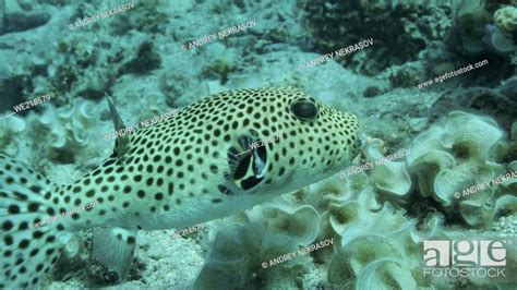 Close Up Of Pufferfish Swims Near Coral Reef Blackspotted Puffer