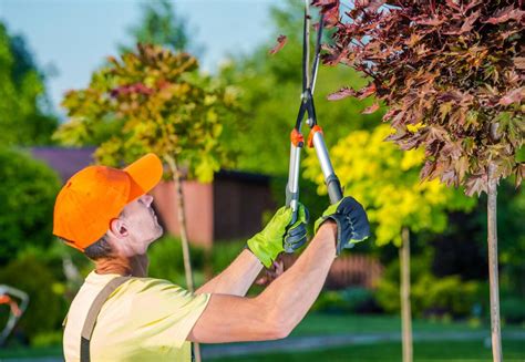 Tree Trimming Near Me Palm Beach County Palm Beach County Pro Tree