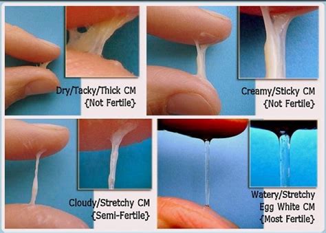 If You Want To Know What Infertile And Fertile Cervical Mucus Looks