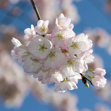 Cherry Blossoms Photograph By Pkline Fine Art America