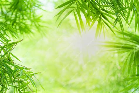 Premium Photo Closeup Beautiful View Of Nature Green Bamboo Leaf On