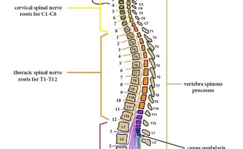 Spinal Cord Segment With Spinal Nerve Structures Diagram Otosection