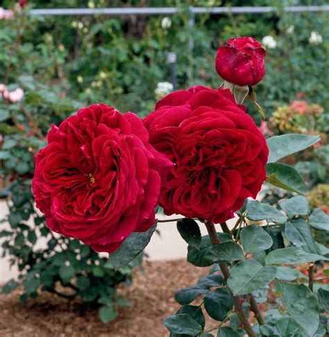 Red Roses 20727943 Fragrant Flowers Fragrant Plant Smelling Flowers
