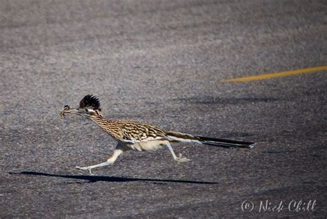 Roadrunner Road Runner Bird Pictures Bird Facts