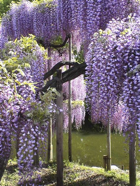 Beautiful Landscapes Beautiful Gardens Beautiful Gorgeous Purple