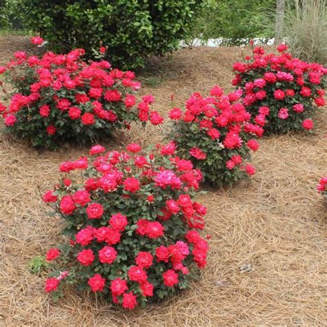 Double Knock Out® Rose Knockout Roses Double Knockout Roses Shade