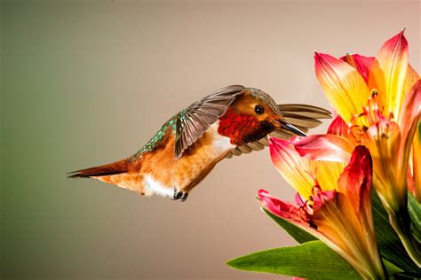 Hummingbird Hd Wallpaper
