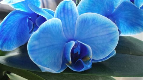 Blauwe orchidee Çiçek
