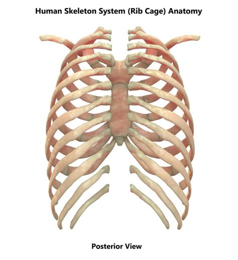 Rib Cage Posterior Slipping Rib Syndrome Caring Medical Florida The