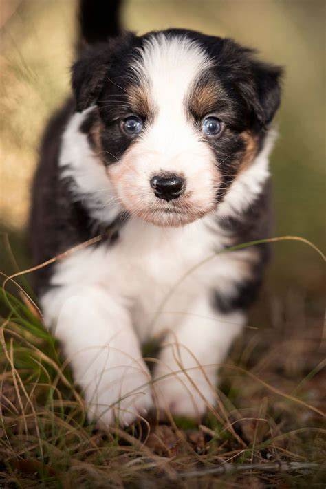 cute aussie shepherd puppies in 2021 australian shepherd puppies australian shepherd aussie