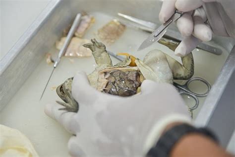 How To Dissect A Frog Alive