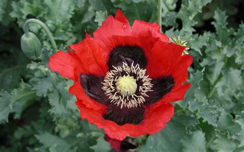 Opium Poppy Seedlings Images And Pictures Becuo