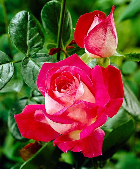 Most Fragrant Flowers According To Gardeners