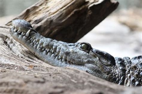 Филиппинский крокодил Crocodylus Mindorensis — описание вида образ