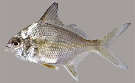 Irish Pompano Discover Fishes