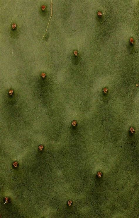 Cactus Texture 1 Photograph By Amy Neal