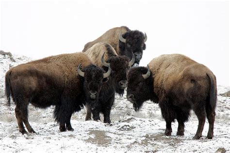 Bison Buffalo Herd Frontal Walking American Animal Mammal