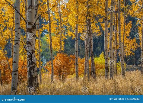 White Barked Quaking Aspen Trees Under Autumn Golden Leaves Royalty