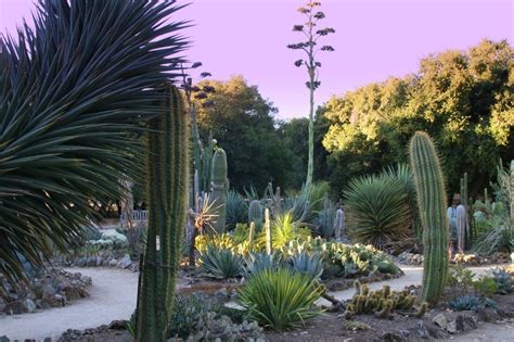 Center for educational research at stanford (ceras). Photos for The Arizona Cactus Garden at Stanford ...