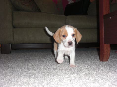 You may either find your future puppy amongst our published beagle puppies for sale or, based on a special search, we will locate your future. worldnomad - Pet Photos