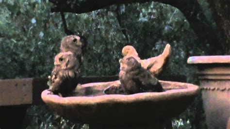 See more ideas about baby owls, owl, owl pictures. Baby Owls in Bird Bath - YouTube