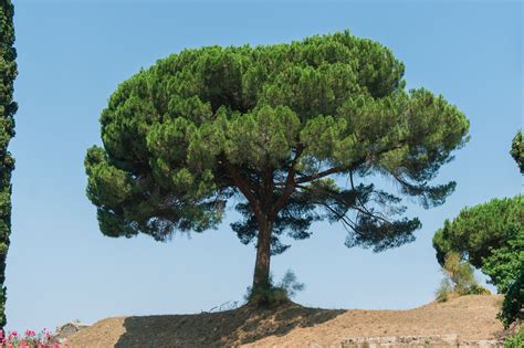 Pinus Pinea El Pino Piñonero Pinus Pinea