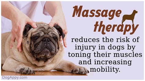 Benefits Of Massage Therapy For Your Dog Dogappy