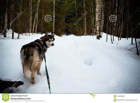 Dog Breed Alaskan Malamute In A Snowy Forest Toned Stock Image Image