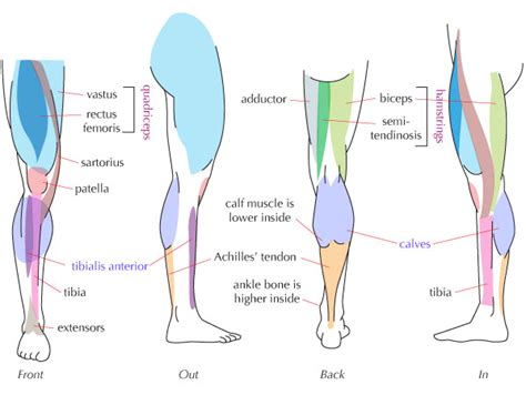 Calf Muscle Diagram Visual Diagram