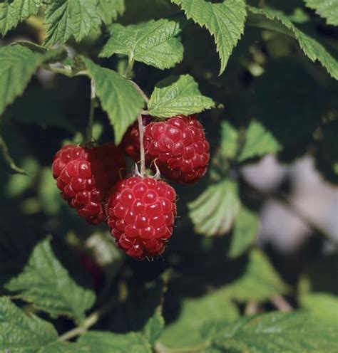 Bushel And Berry Raspberry Shortcake Plant From Stark Bros