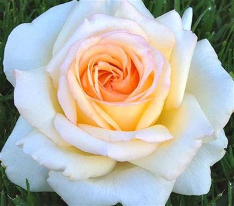 Rosa Anastasia Hybrid Teas Roses Windy Ridge
