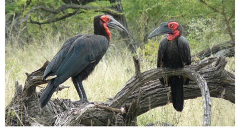 South Africa Southern Ground Hornbill Kruger National Park Hd Video