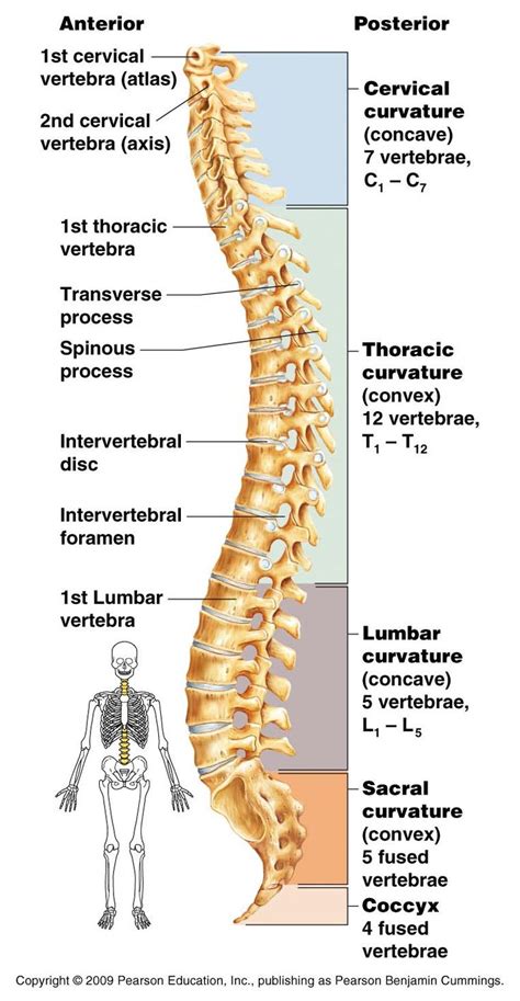 The backbone is made of tiny bones, called vertebrae, that make up one large backbone, or vertebral column. vertebrae | ... vertebrae, 5 lumbar vertebrae, 1 sacrum (5 fusedvertebrae) and 1 | nasm ...
