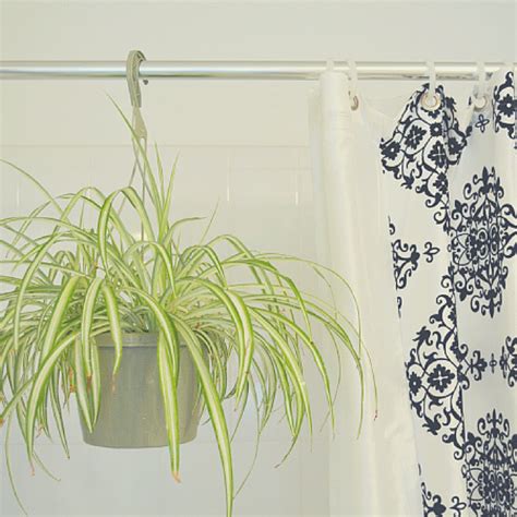 Bloompop Best Flowers And Plants For The Bathroom Havenly Blog