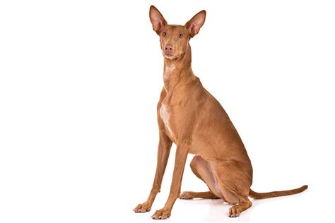 One of the first things new dog owners buy, along with dog food and a comfortable bed, is a leash. Chien du Pharaon : connaissez-vous cette race ? | HolidogTimes