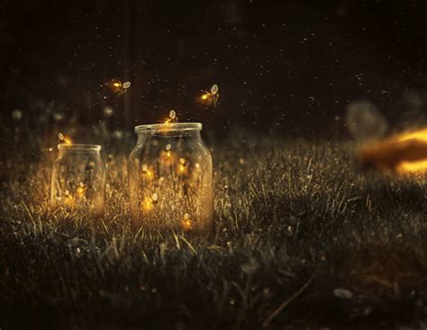 Why Do Fireflies Glow Random Times