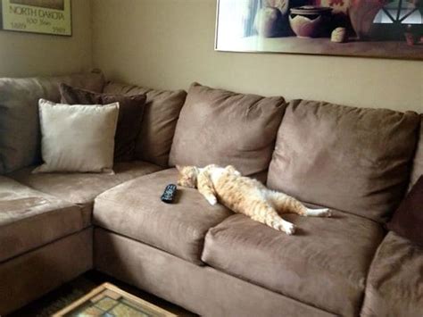 Hilarious Images Of Over Dramatic Cats You Wont Be Able To Hold Back