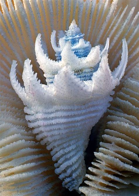 25 Beautiful Images Of Seashells The Photo Argus Seashells