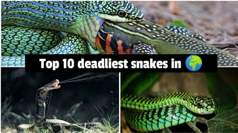 Top 10 Most Deadliest Snakes In The World 🌍 Nature Youtube