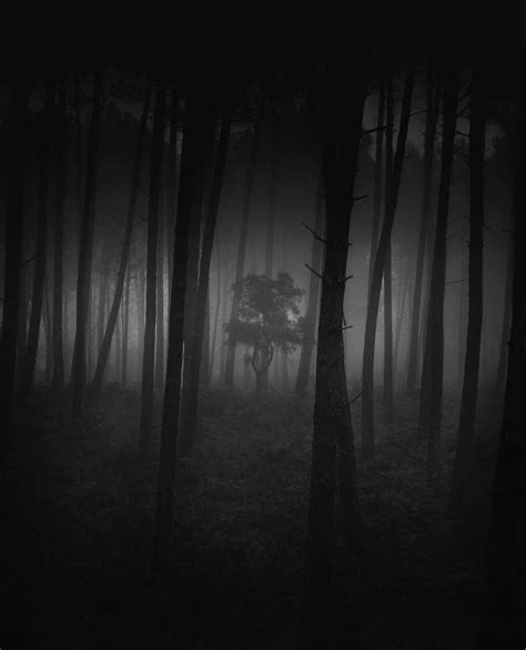 Night Shadow Haunted Forest Enchanted Wood Dark Places Dark Forest