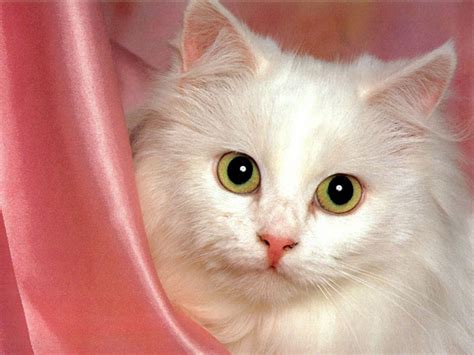 Sweet And Amusing Fluffy Cats Amo Images Amo Images