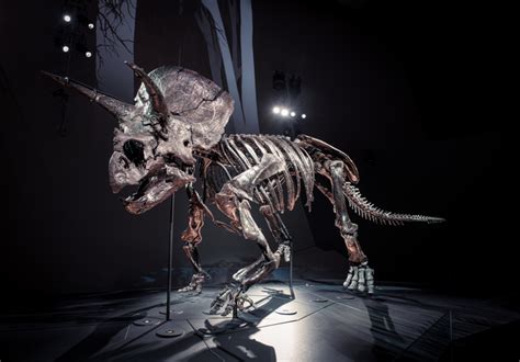 Triceratops Fate Of The Dinosaurs At Melbourne Museum