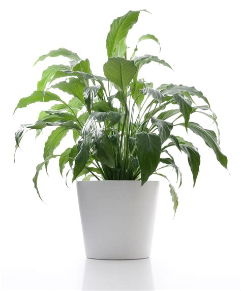 5 Plants That Will Make Your Office A Happier Place Greenmoxie