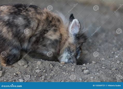 Cute Pet Dwarf Rabbit Digging Outdoors Stock Image Image Of Mammal