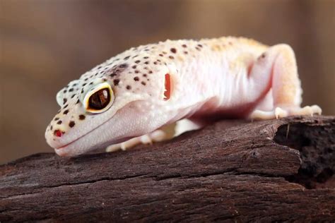 How Much Does A Leopard Gecko Cost Pet And Accesories